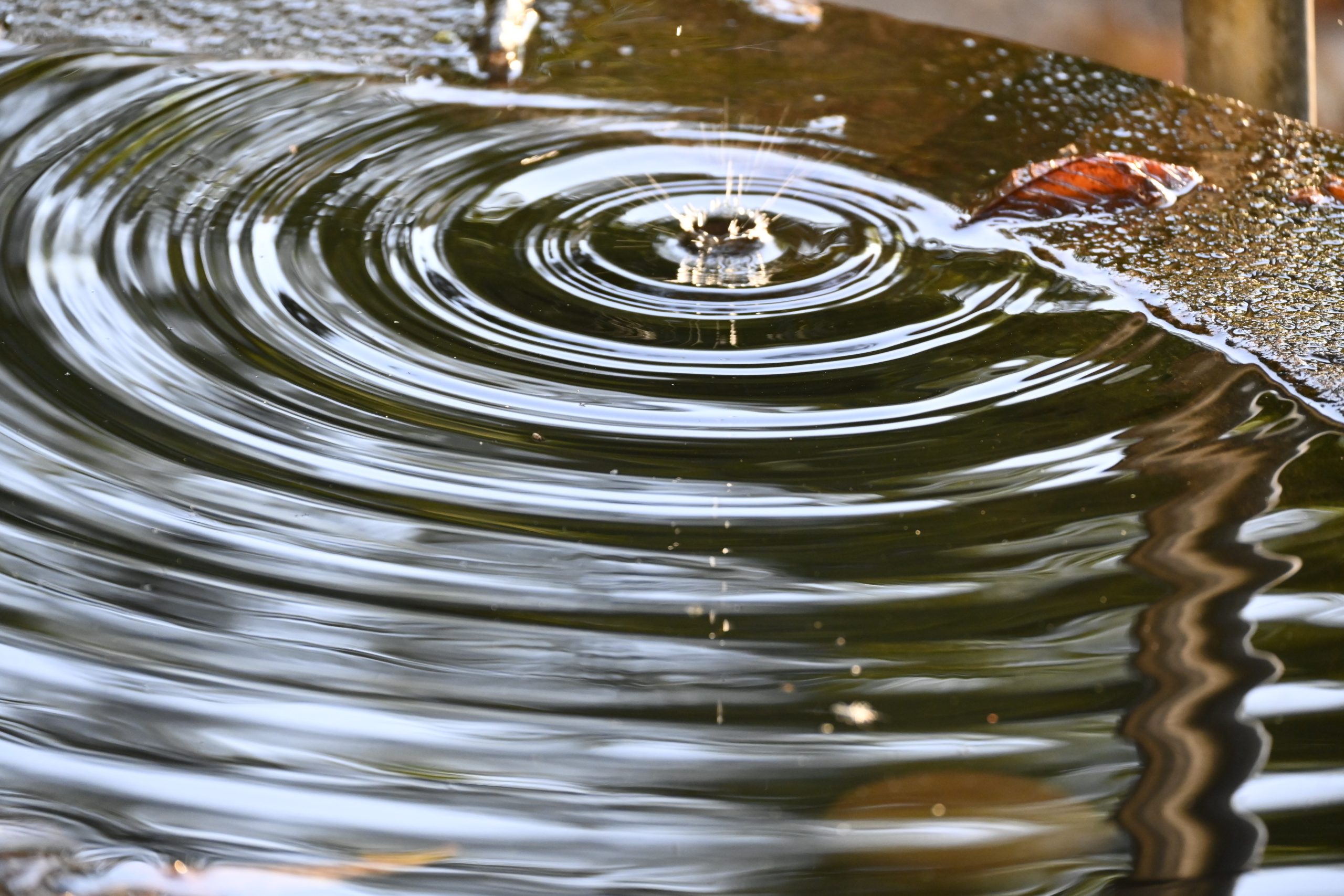 Nach dem Fallen eines Regentropfens bilden sich auf der Wasseroberfläche Wellen, an deren Rand Blätter und die Spiegelung von Bäumen sichtbar sind.